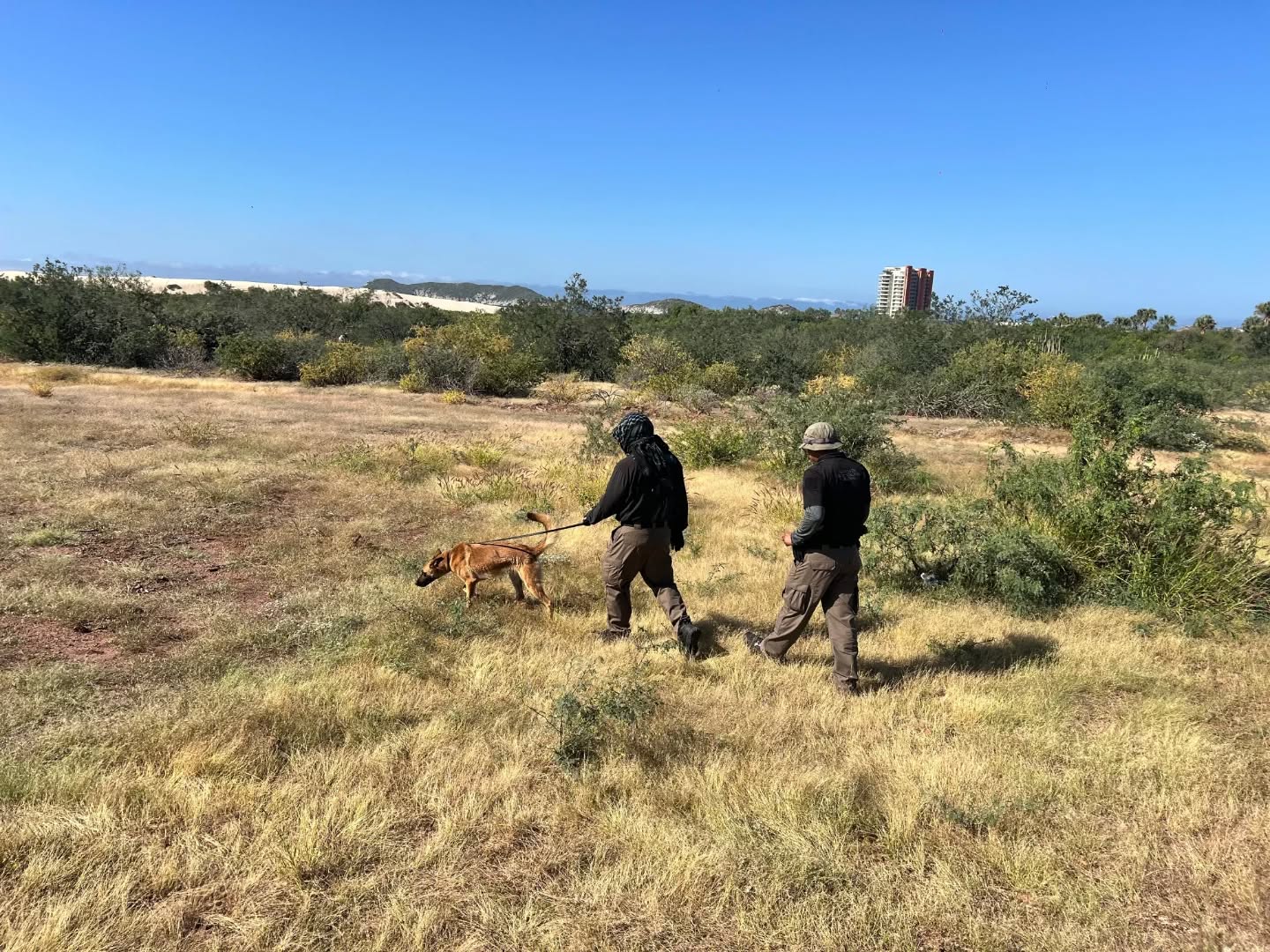 busqueda 12 de noviembre Guaymas 1 4